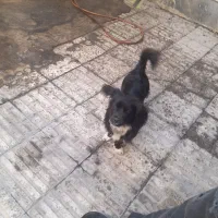 سگ اشپیتز|سگ|کرج, حصارک پایین|دیوار