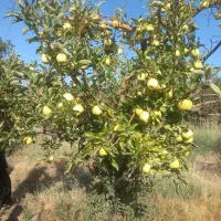 فروش-باغ