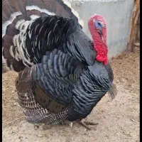 بوقلمون بوربون و برنز (قه لی سور و رش)|حیوانات مزرعه|مریوان, |دیوار