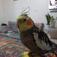 گمشده|حیوانات|کرج, حصارک بالا|دیوار