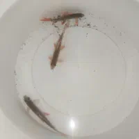 ماهی شارک رمبو
