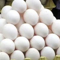 مایع تخم‌مرغ