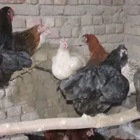 ۷۰تامرغ تخم گذار همه تازه به تخم اومدن|حیوانات مزرعه|قم, انسجام|دیوار
