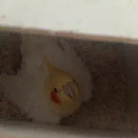 عروس هلندی مولد