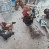 مرغوخروس