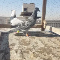 کبوتر کله سرخ،چپ مگسی،طوقی پولکی