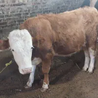 گاو سیمنتال