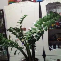 گلای اپارتمانی سالم و سرحال