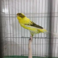 رسمی بلند|پرنده|اصفهان, شهرک ولیعصر|دیوار