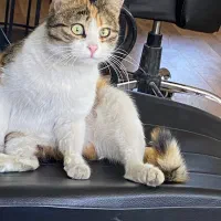 واگذاری گربه رایگان