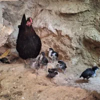 مرغ جوجه دار