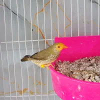 فنچ توت فرنگی ستاره ای