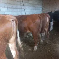 خرید وفروش گاو وگوساله گوسفند نرو و..‌.|حیوانات مزرعه|تبریز, |دیوار