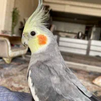 عروس هلندی گمشده (مژدگانی خیلی خوب)