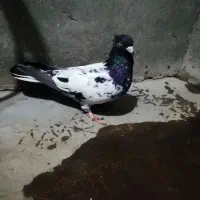 6تا کبوتر ماده