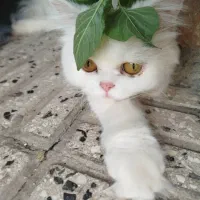 گربه پرشین