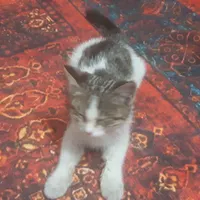 واگذاری بچه گربه