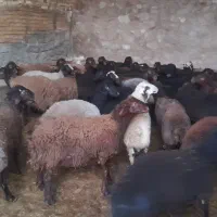 بره نرپرواری