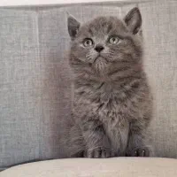 بچه گربه های زیبا و دلربا|گربه|آبادان, |دیوار