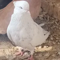 سفید تهرونی