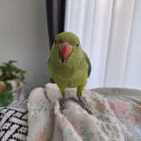 طوطی ملنگو نر