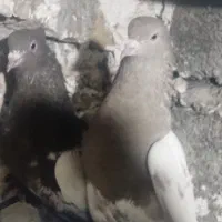 کبوتر سینه سیاه و سرخ|پرنده|ارطه, |دیوار