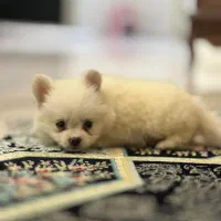 سگ پامر عروسکی|سگ|اندیشه, اندیشه فاز ۲|دیوار