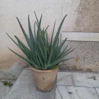 دو تا گل|گل و گیاه طبیعی|ارومیه, |دیوار
