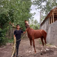 اسب مادیون تروبرد ۲۳ماهه