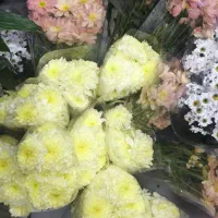 گل داوودی رنگی شب یلدا|گل مصنوعی|مشهد, الهیه|دیوار