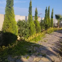 علف زنی،هرس،سمپاشی،طراحی وکاشت|خدمات باغبانی و درختکاری|آستانه اشرفیه, |دیوار