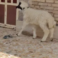 بره نر گاو گوسفند بز میش