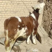 گوساله ماده سیمینتال|حیوانات مزرعه|کرانی, |دیوار