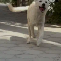 واگذاری گلدن لابرادور