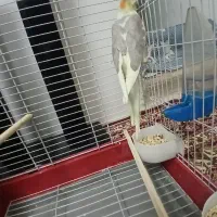 عروس هلندی ۸ ماهه دستی و آروم با قفس و لوازم