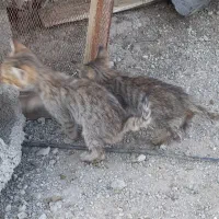 بچه گربه