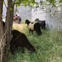 بزنر مال امسال هیکل درشت