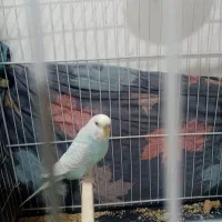 مرغ عشق دستی بالغ|پرنده|تربت جام, فاز ۲ فرهنگیان|دیوار