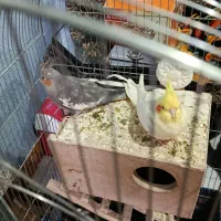 یک جفت عروس هلندی مولد|پرنده|اراک, |دیوار