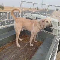 واگذار سگ پژدر