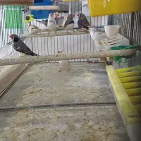 تعدادی فنچ به فروش میرسد|پرنده|شیراز, فرودگاه شهید دستغیب شیراز|دیوار