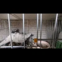 ۴جفت پرشی نامبروان