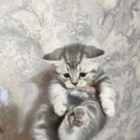 واگذاری گربه