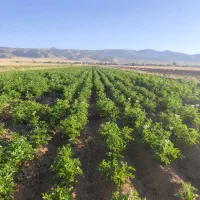 مشارکت در کشت سیب زمینی بصورت درصدی