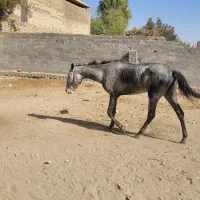 دوتا اسب ترکمن مادیان ۱۰۰ میلیون|اسب و تجهیزات اسبسواری|مشهد, شهید شهریاری|دیوار