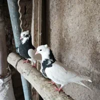 کفتر جوجه|پرنده|قم, باغ شریفی|دیوار