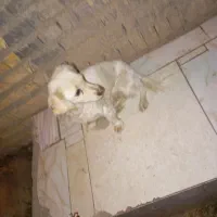 ماده سگ پاکوتاه