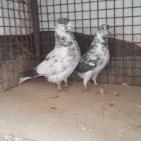 کبوتر کفتر قاره دستپرقوچی دم سفید تیر ماهی