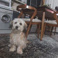 واگذار حیوان خانگی