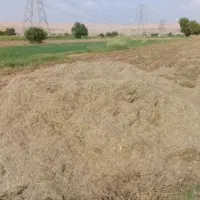 کاه ماش